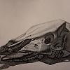 Skull study