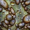Stones I