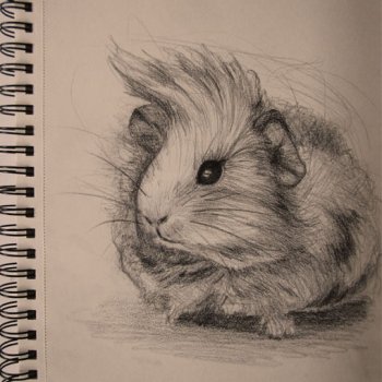 Zeichnung-guinea pig 2-Anja Brinkmann